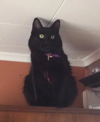 Missing Cat