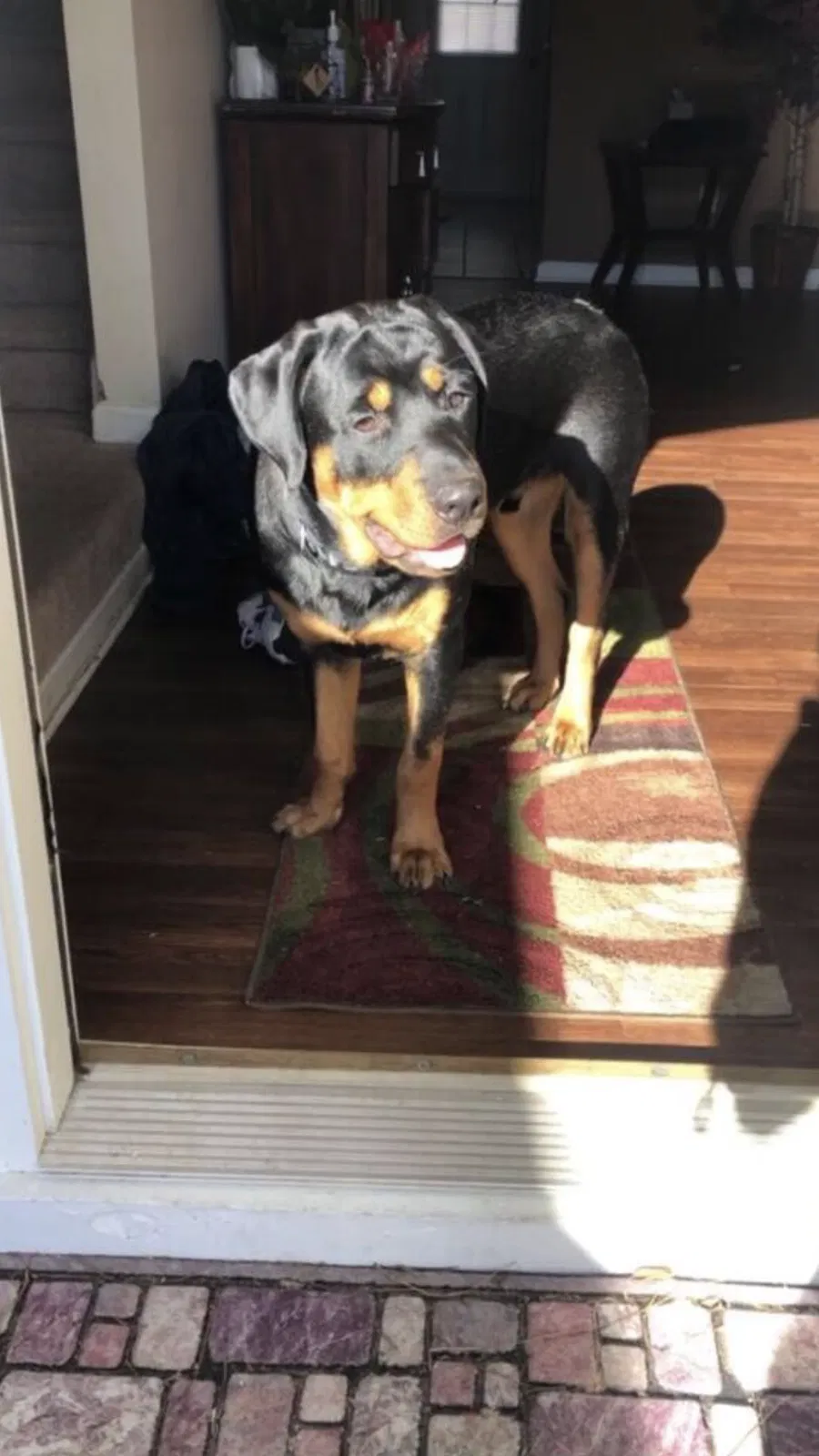 Lost dog in Loganville, GA, 30052