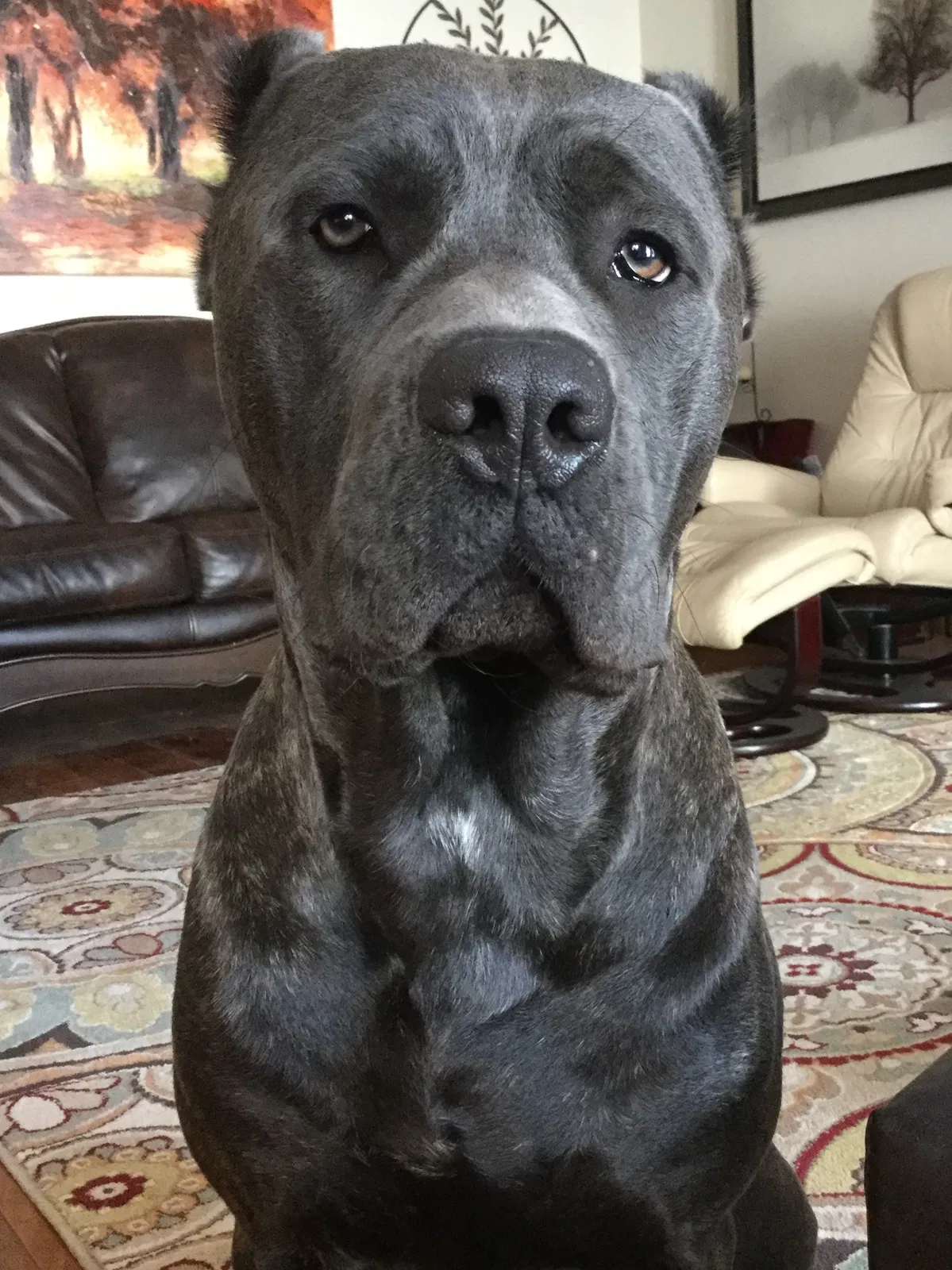 Lost dog in Saint Peters, MO, 63376