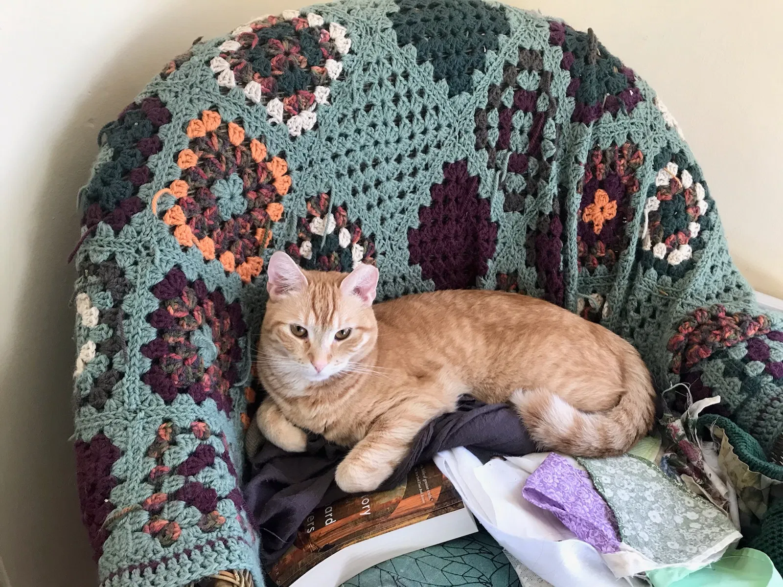 Lost cat in Philadelphia, PA, 19144