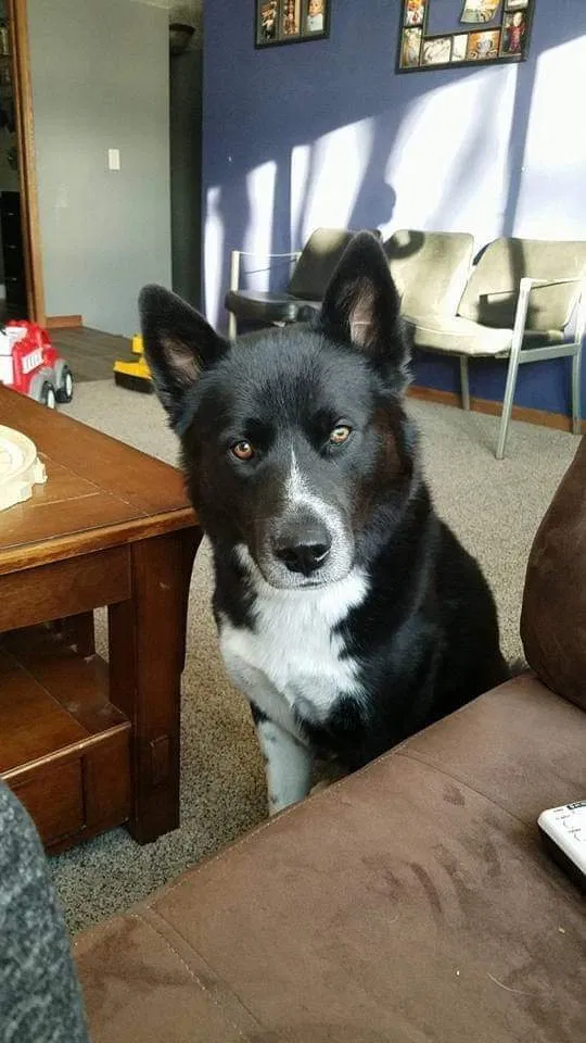 Lost dog in Mora, MN, 55051