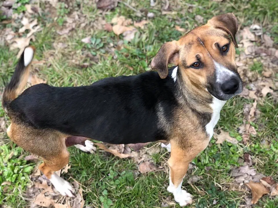 Lost dog in Little Rock, AR, 72210
