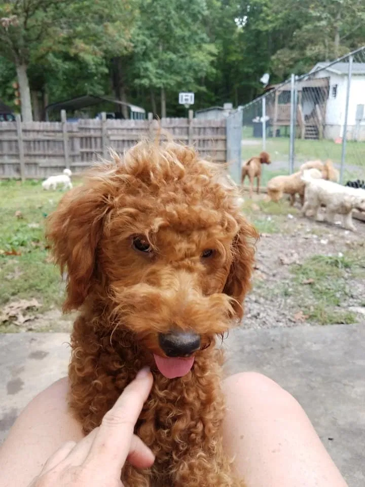 Lost dog in Staunton, VA, 24401