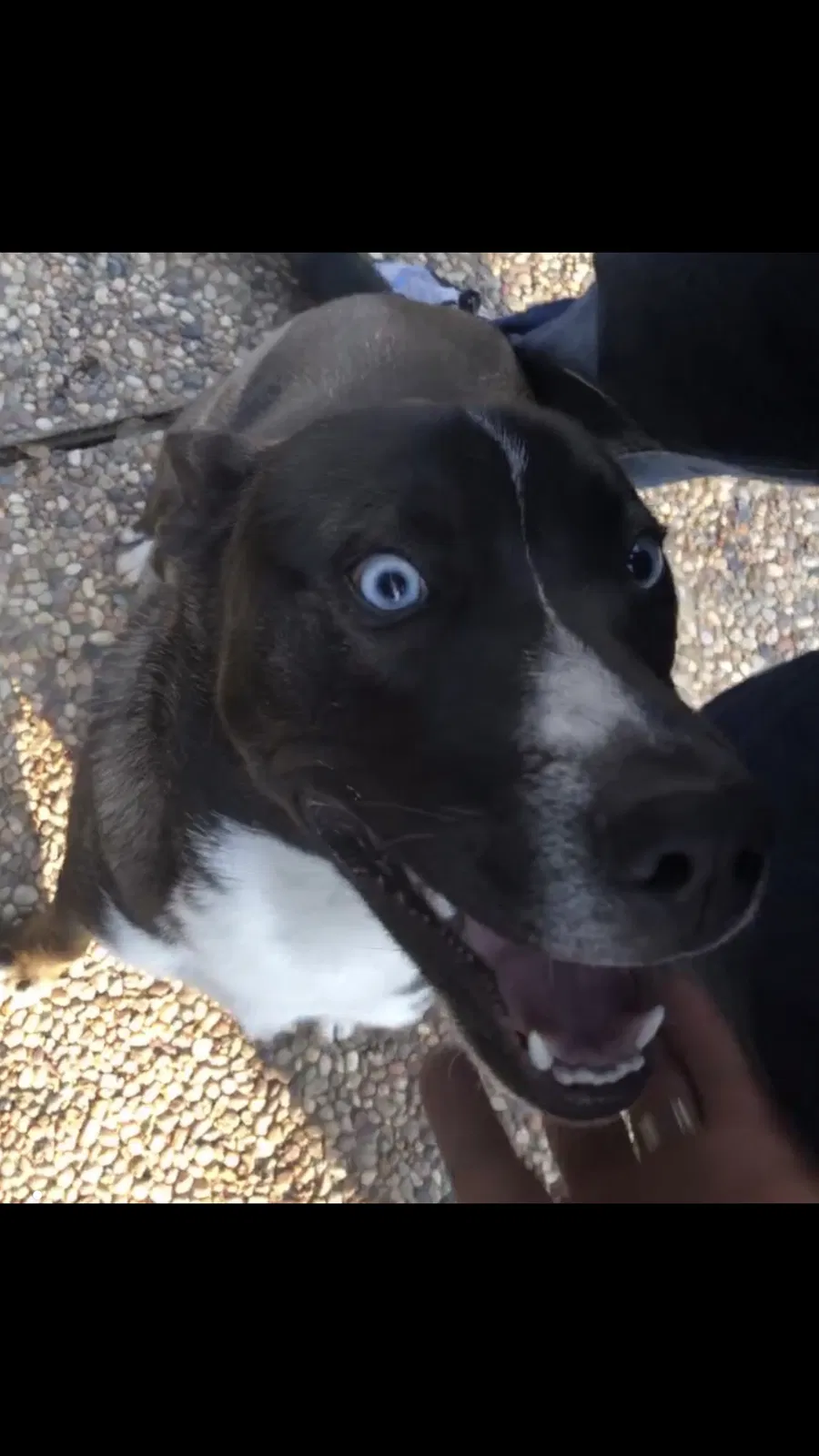 Lost dog in Pasadena, TX, 77506