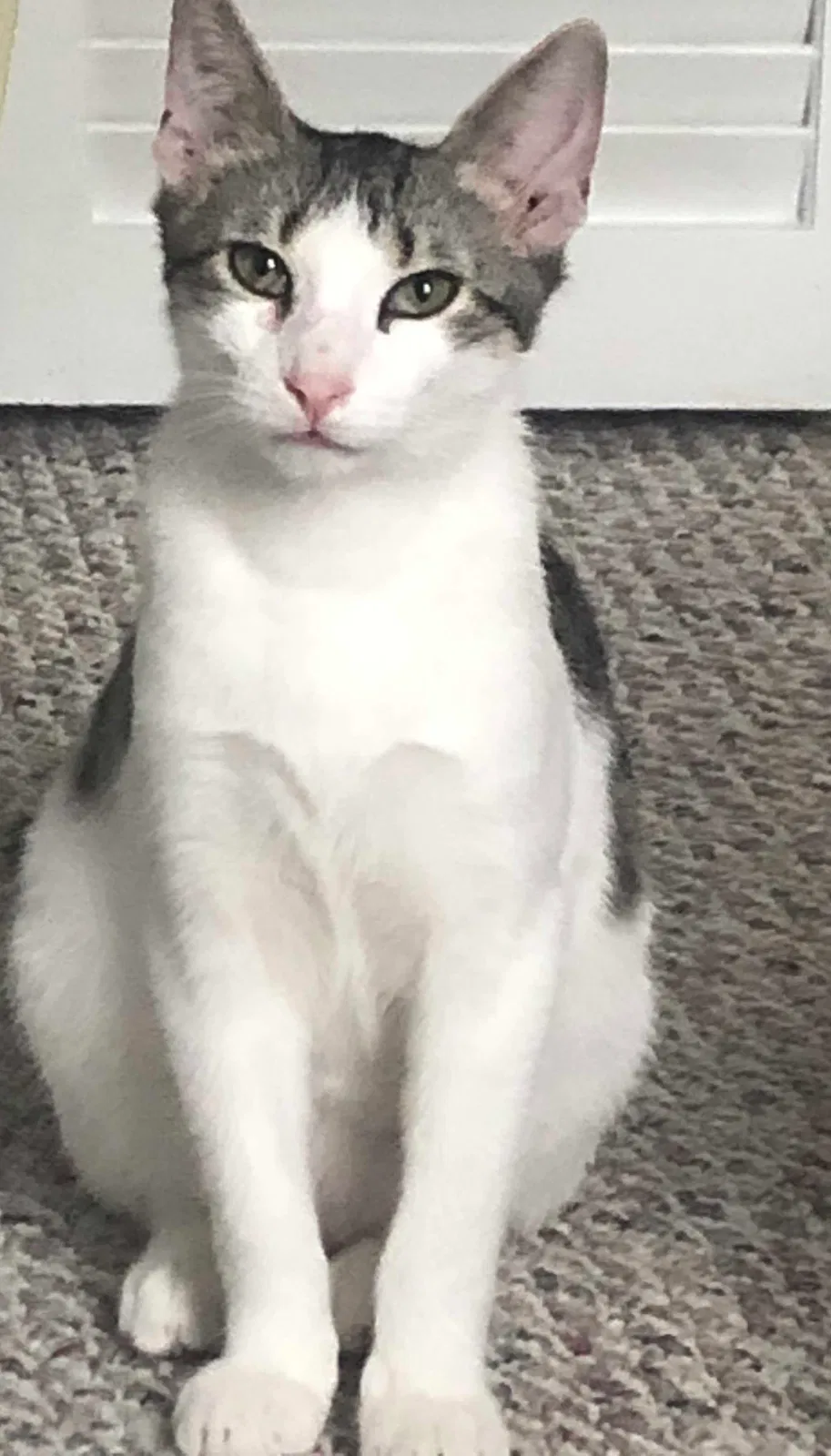 Lost cat in Bronxville, NY, 10708