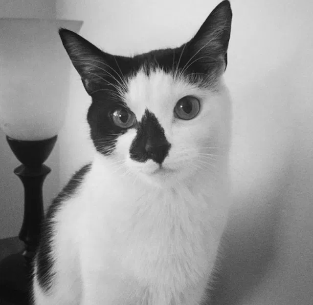 Lost cat in Greenville, OH, 45331