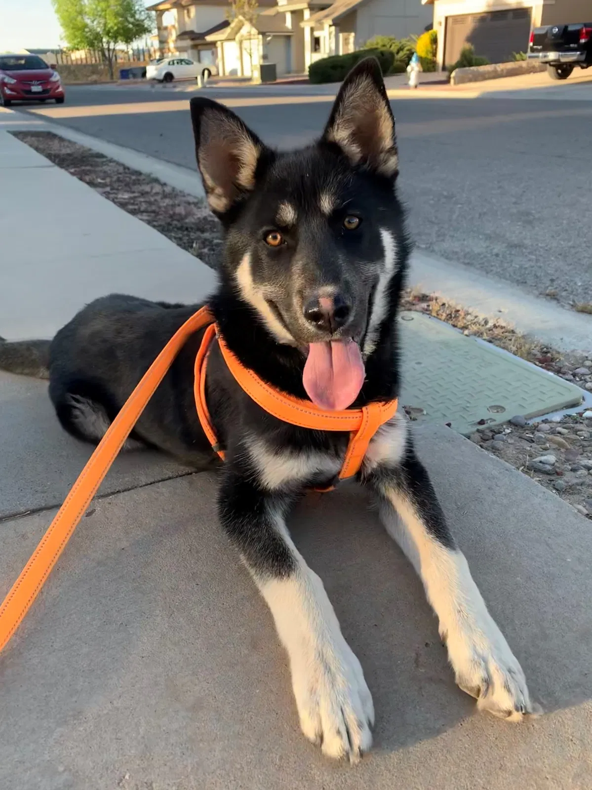Lost dog in El Paso, TX, 79938