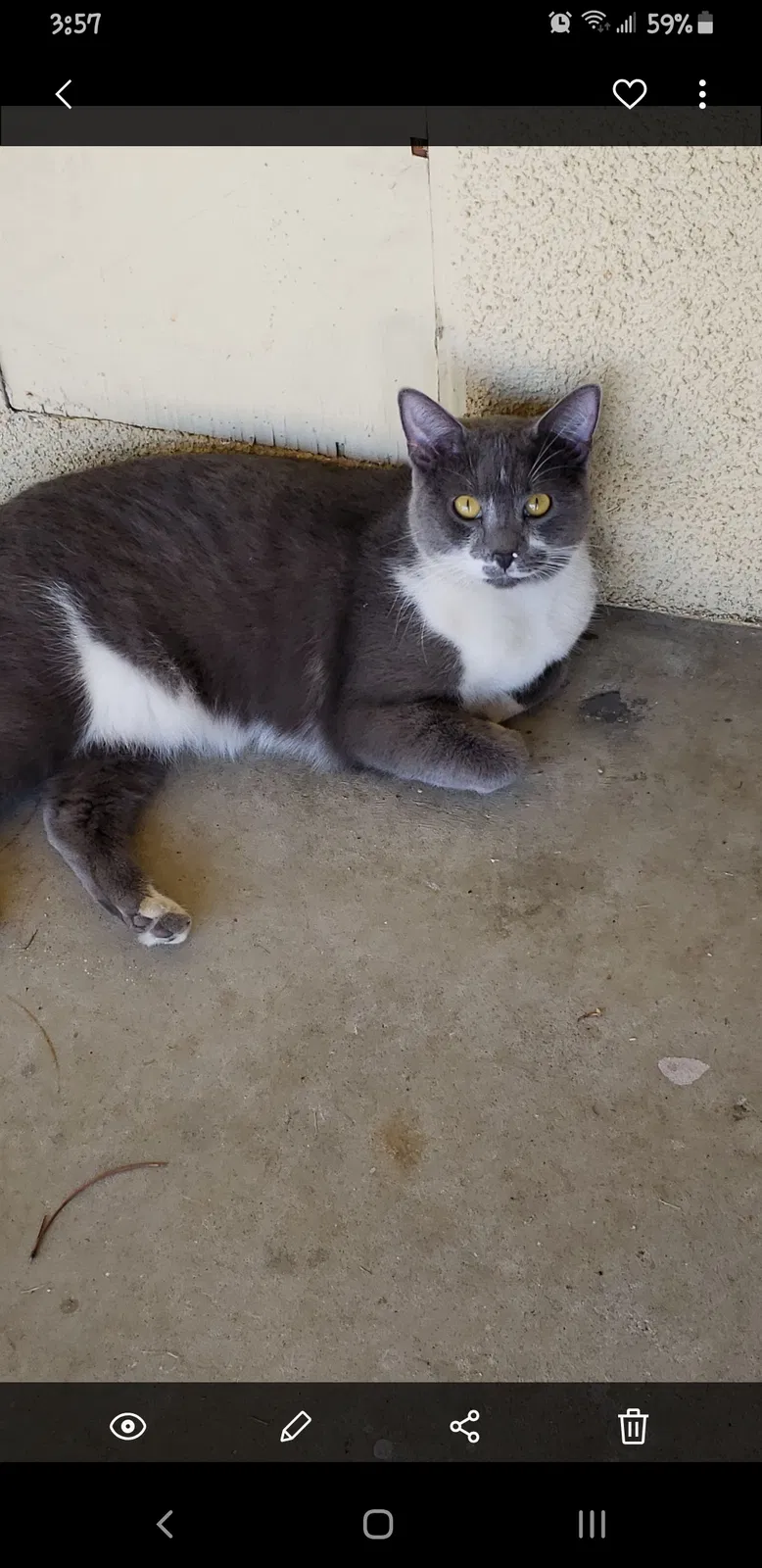Lost cat in Bakersfield, CA, 93304