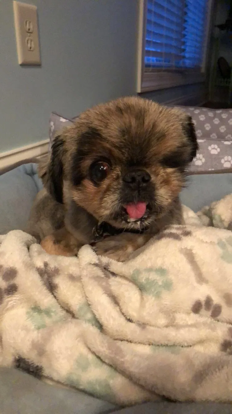 Lost dog in Powell, OH, 43065