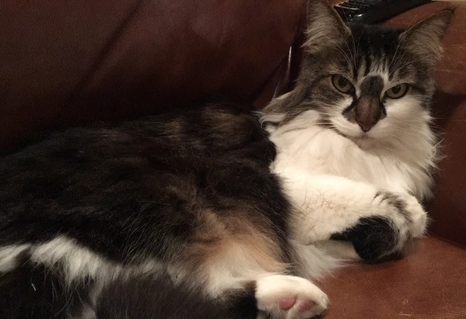 Lost cat in Walnut, CA, 91789