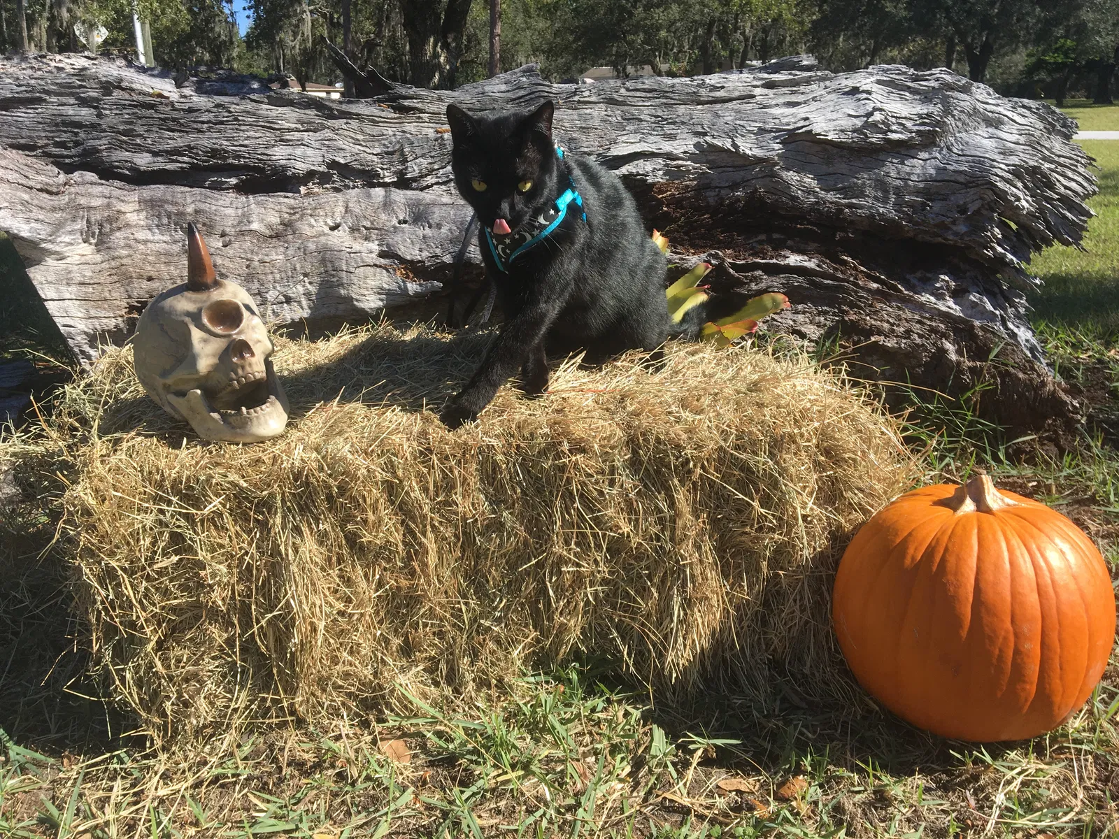 Lost cat in New Port Richey, FL, 34654