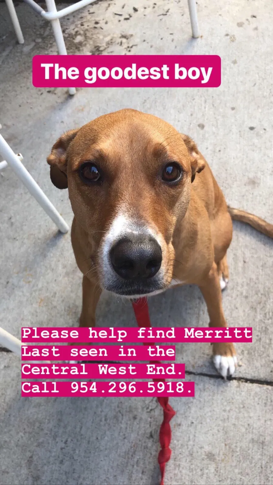 Lost dog in Saint Louis, MO, 63108