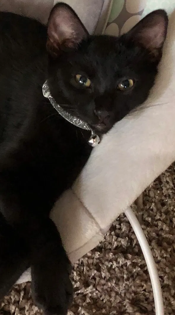 Lost cat in Saint Paul, MN, 55127