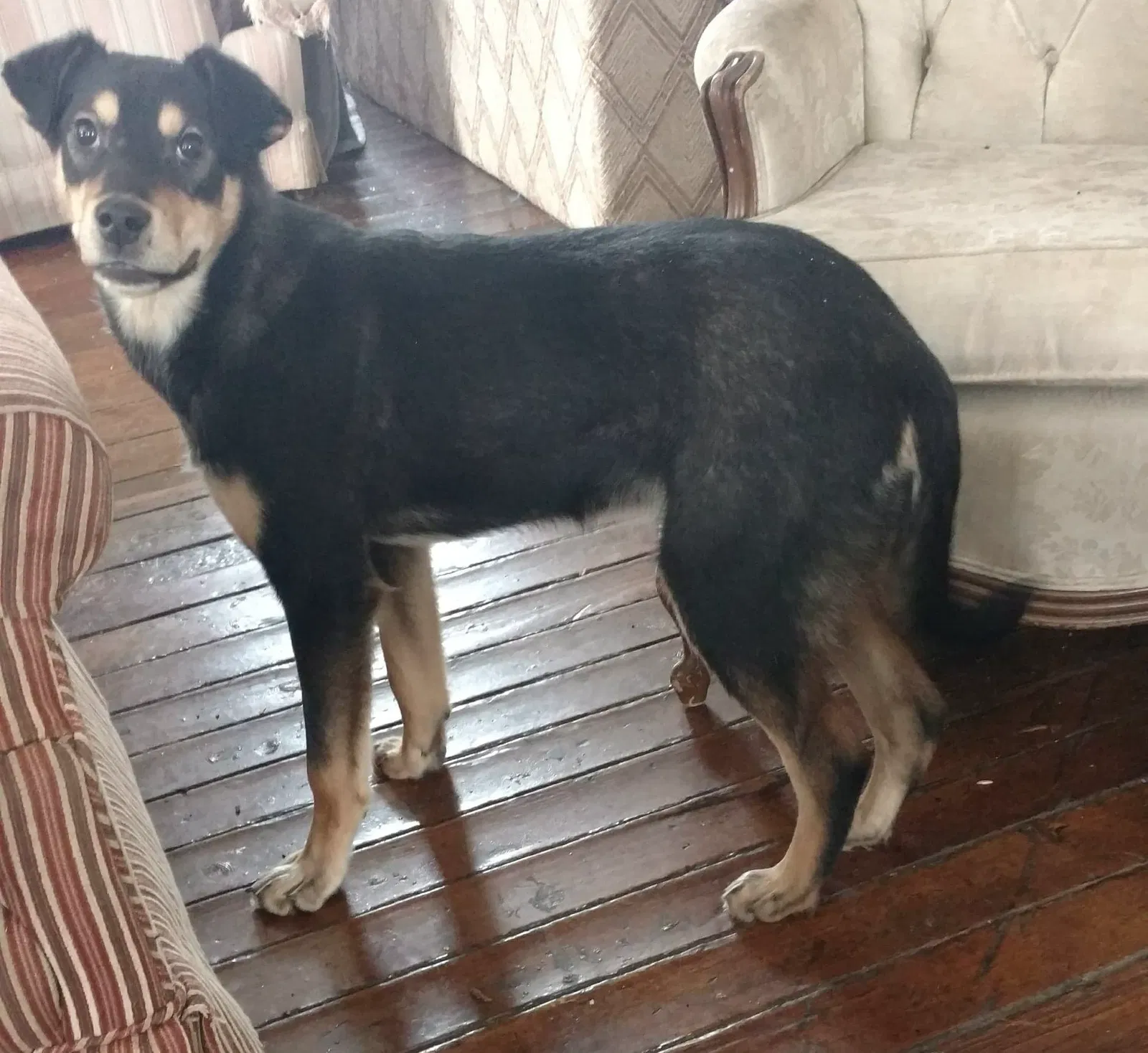 Lost dog in South Colton, NY, 13687
