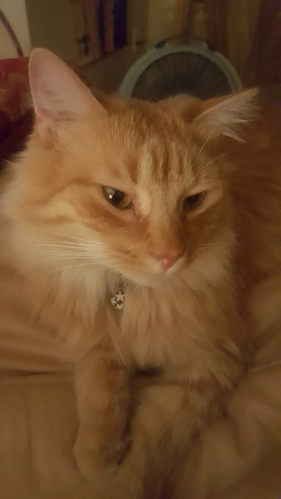 Lost cat in Dacula, GA, 30019