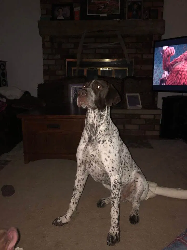 Lost dog in Burlington, WI, 53105