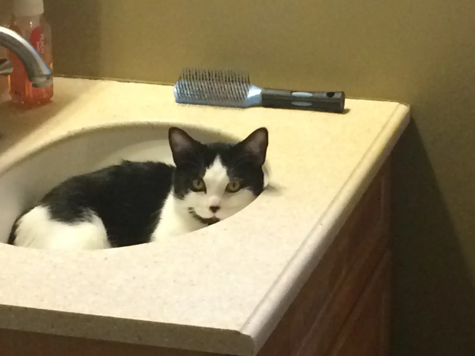 Lost cat in Salt Lake City, UT, 84119