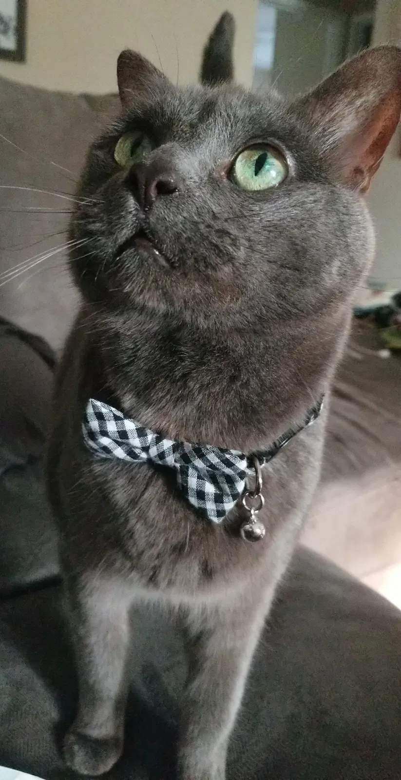Lost cat in Springfield, OR, 97478