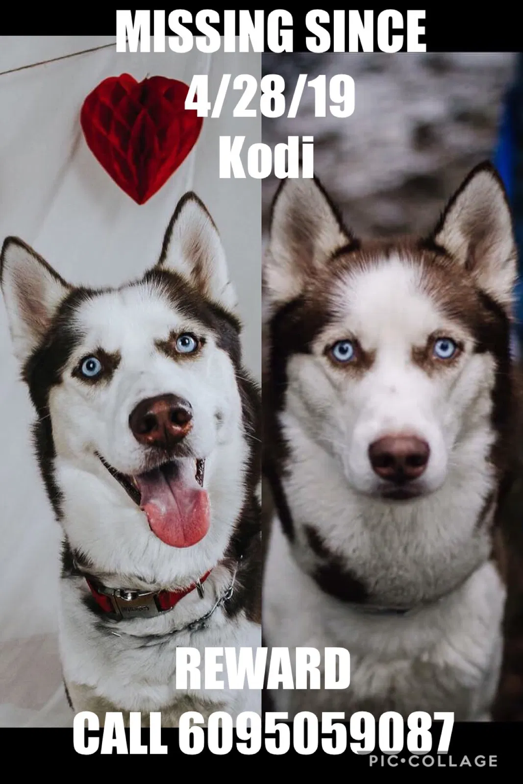 Lost dog in Ellenwood, GA, 30294