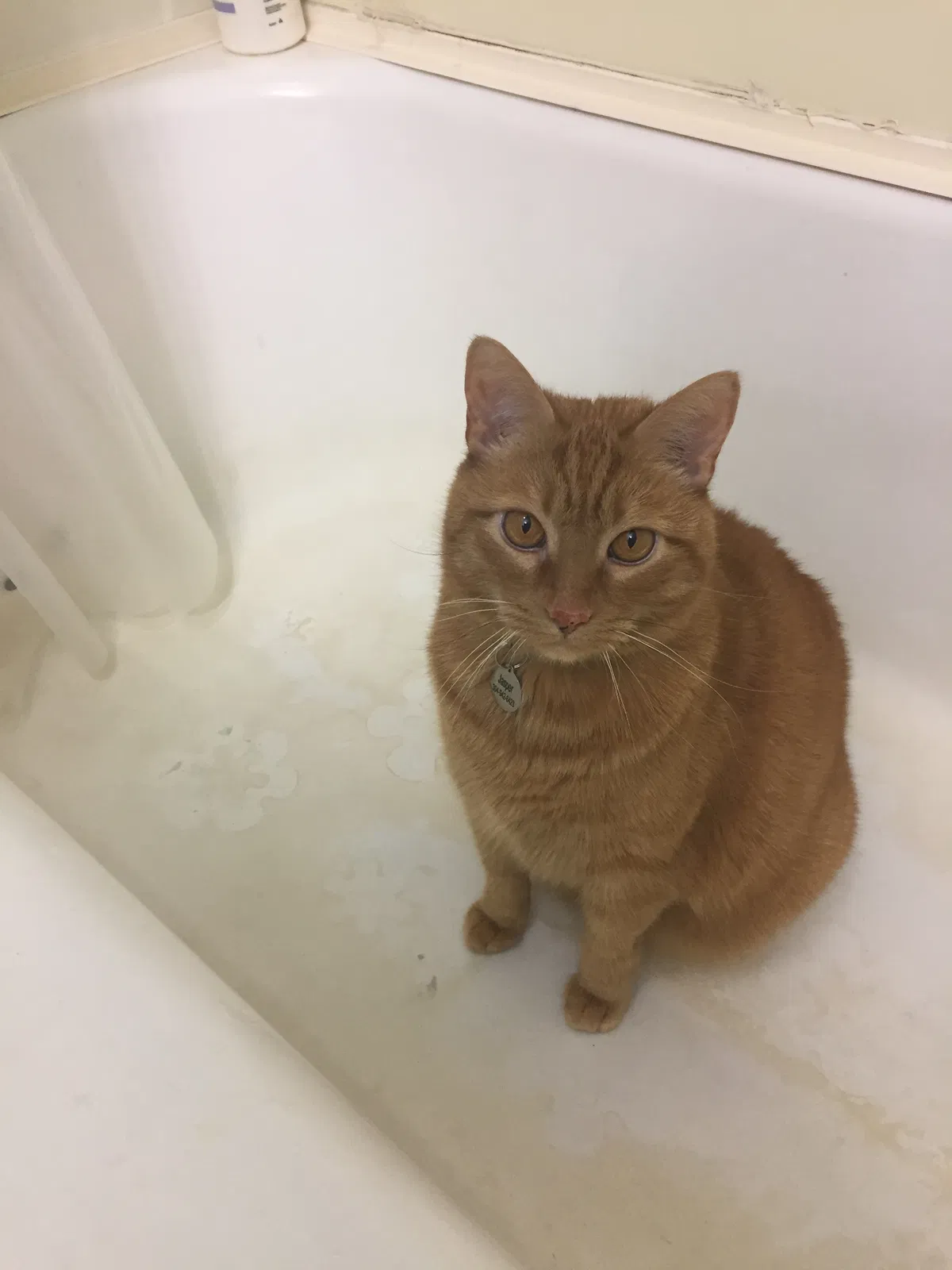 Lost cat in Hildebran, NC, 28637