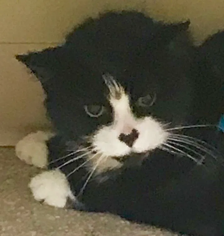 Lost cat in Mason, OH, 45040