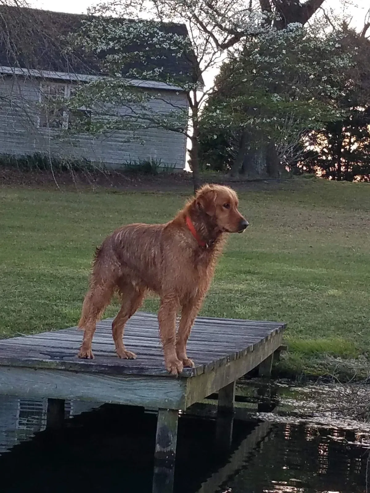 Lost dog in Faison, NC, 28341