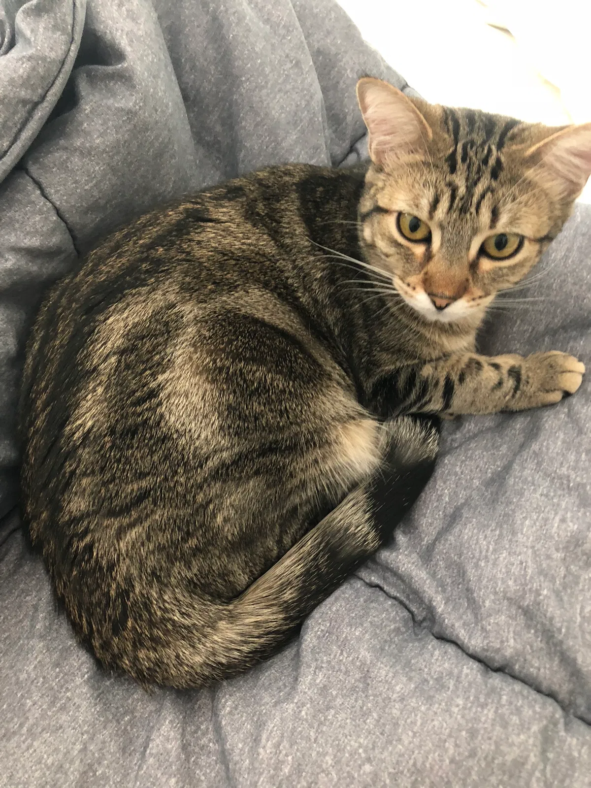 Lost cat in Riverside, CA, 92508
