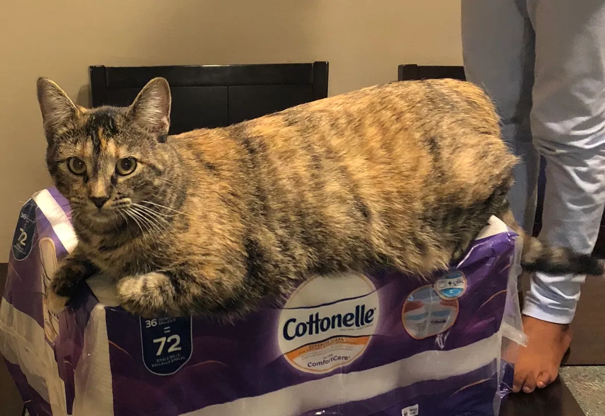Lost cat in Sioux Falls, SD, 57106