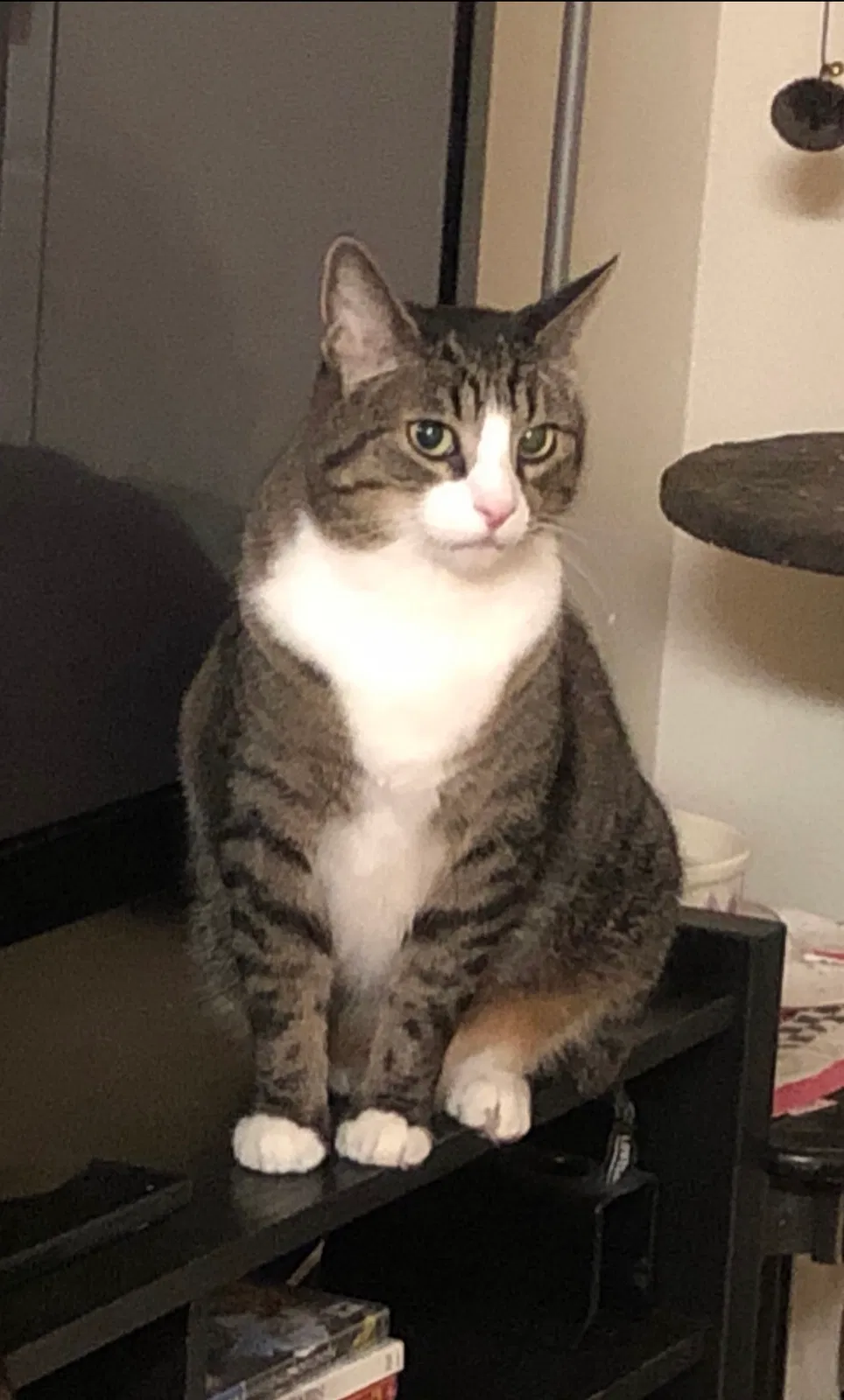 Lost cat in San Ramon, CA, 94583