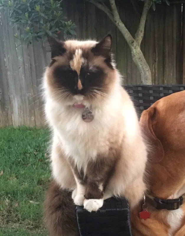 Lost cat in Katy, TX, 77494