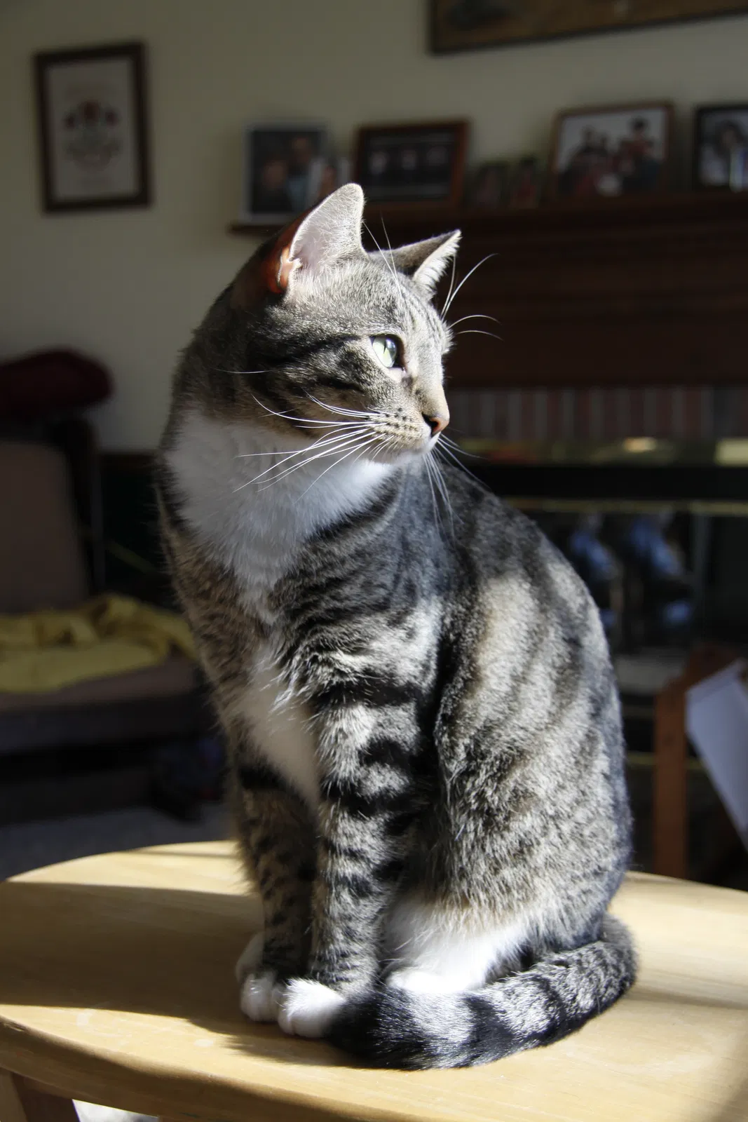 Lost cat in Gibsonia, PA, 15044
