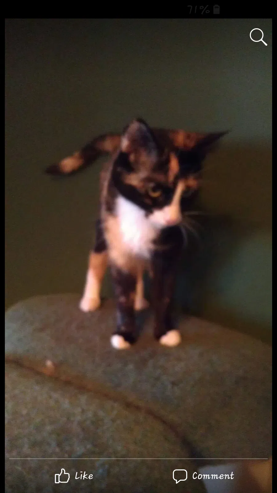 Lost cat in Riverside, CA, 92506