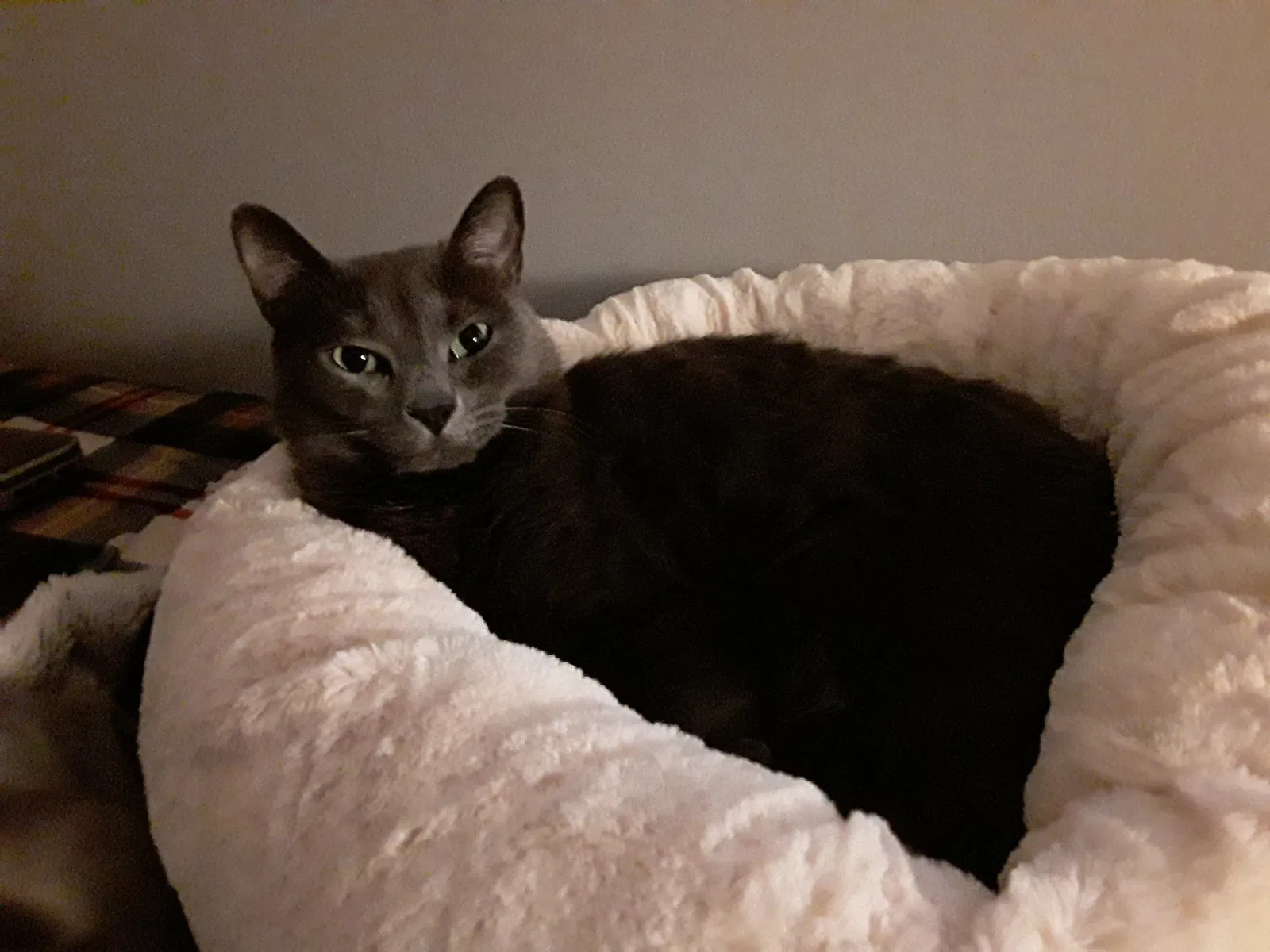 Lost cat in Detroit, MI, 48202