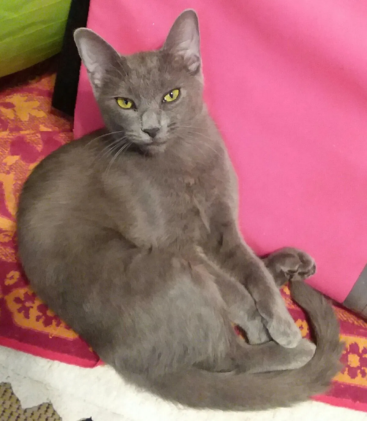 Lost cat in Katy, TX, 77450