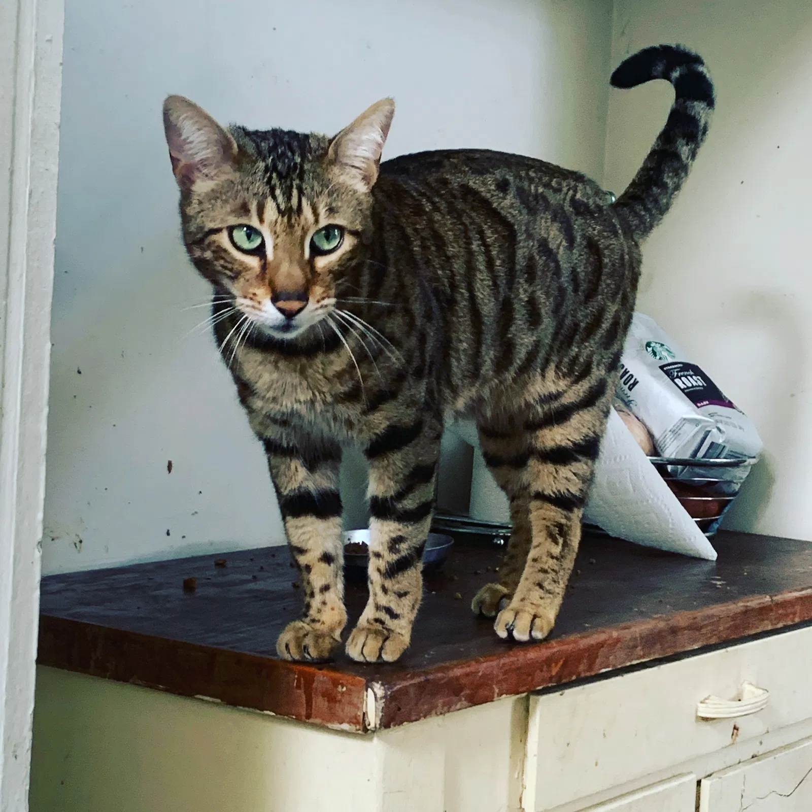 Lost cat in Santa Monica, CA, 90405