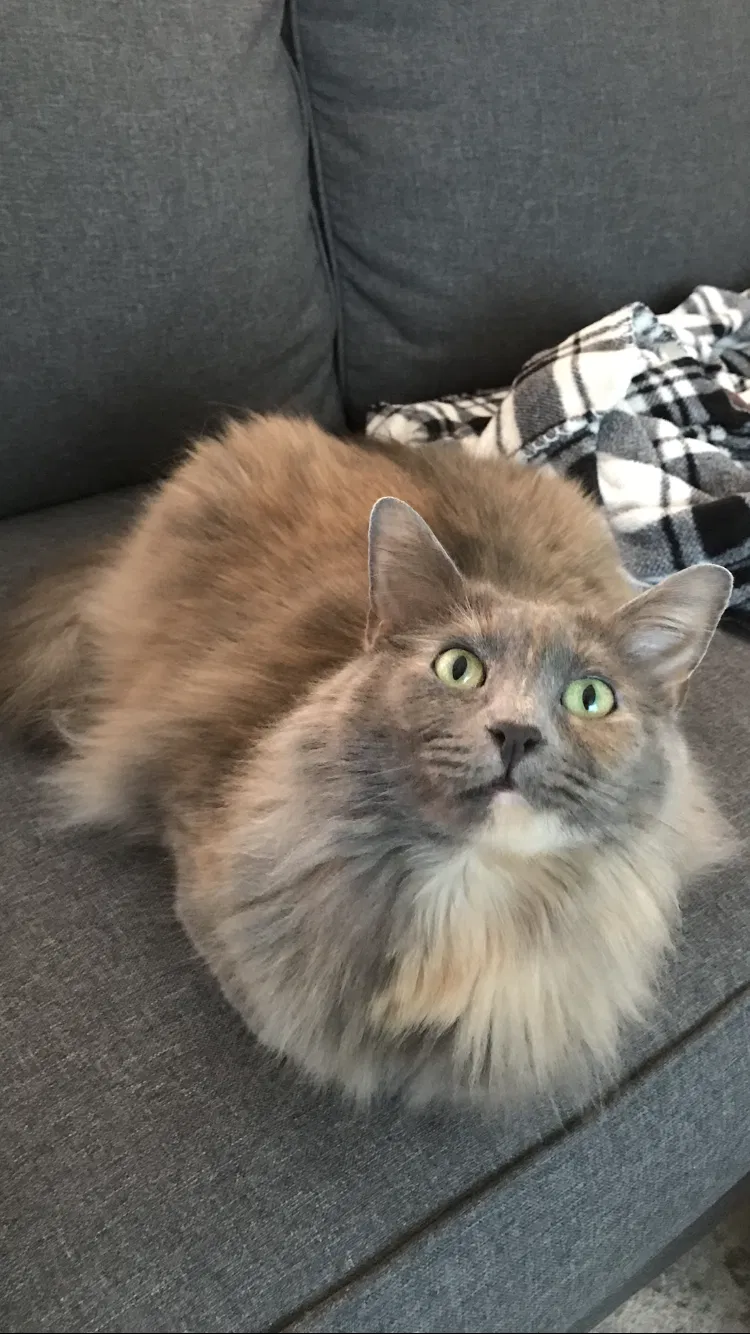 Lost cat in Egg Harbor Township, NJ, 8234