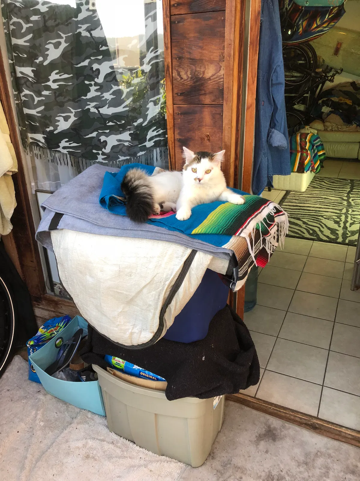 Lost cat in Seaside, CA, 93955