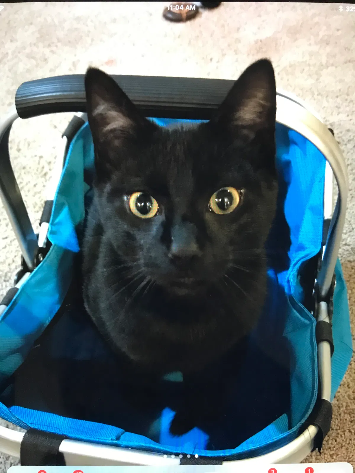Lost cat in Vancouver, WA, 98683