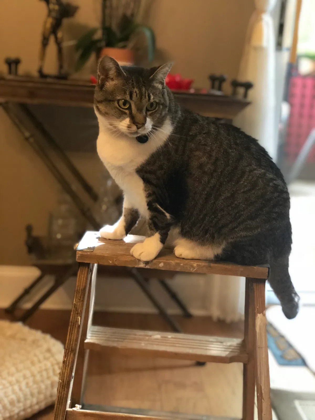 Lost cat in Charlotte, NC, 28270