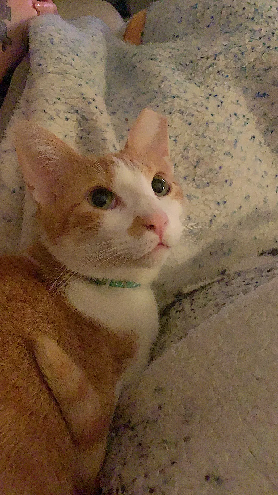Lost cat in New Orleans, LA, 70118