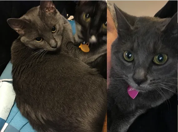 Lost cat in Rock Hill, SC, 29730