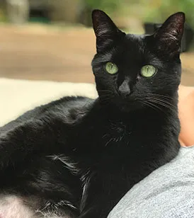 Lost cat in Nashville, TN, 37215