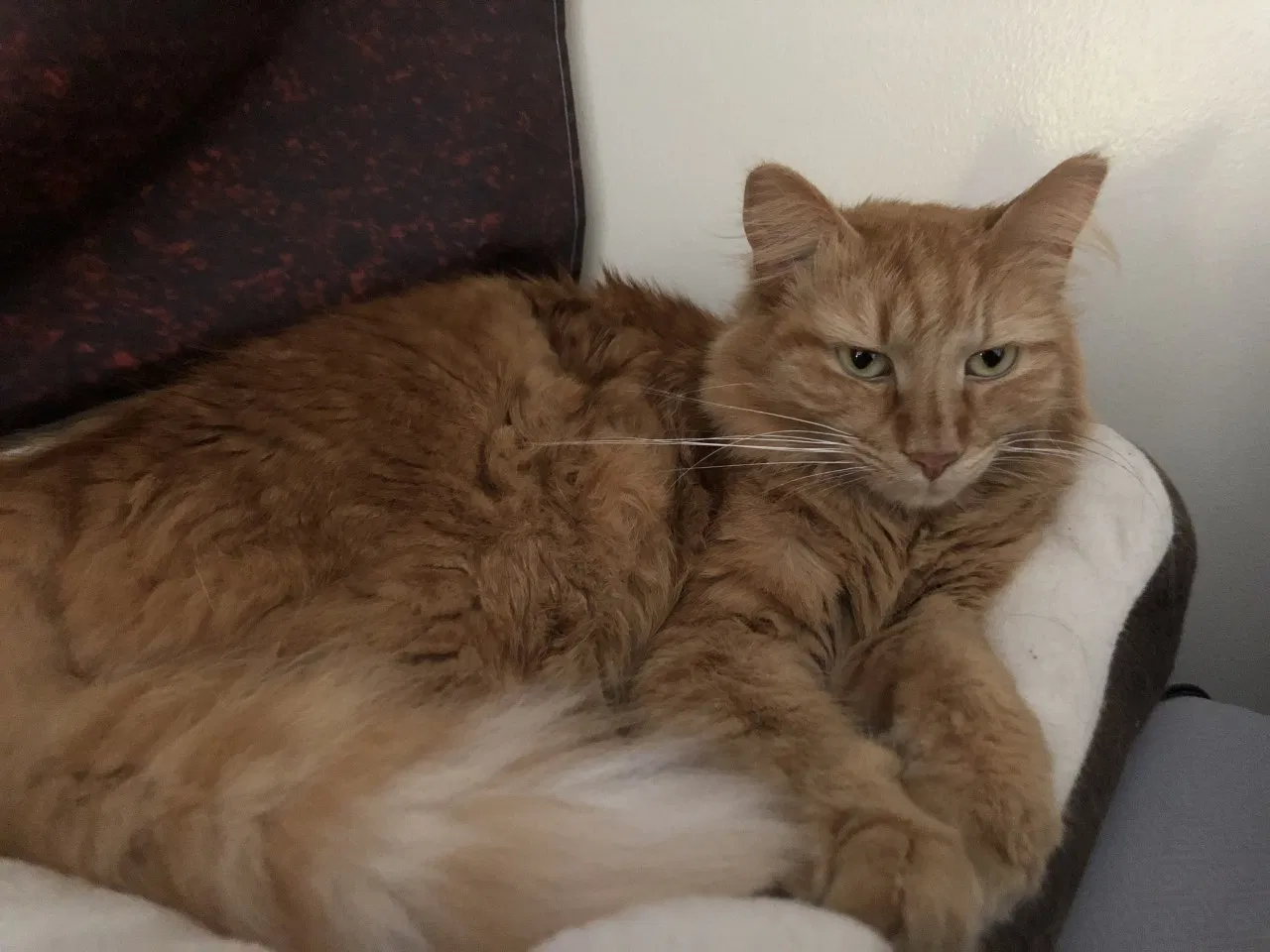 Lost cat in Dearborn, MI, 48124
