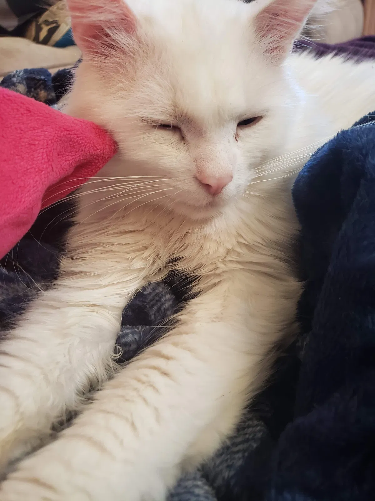 Lost cat in Wichita, KS, 67214