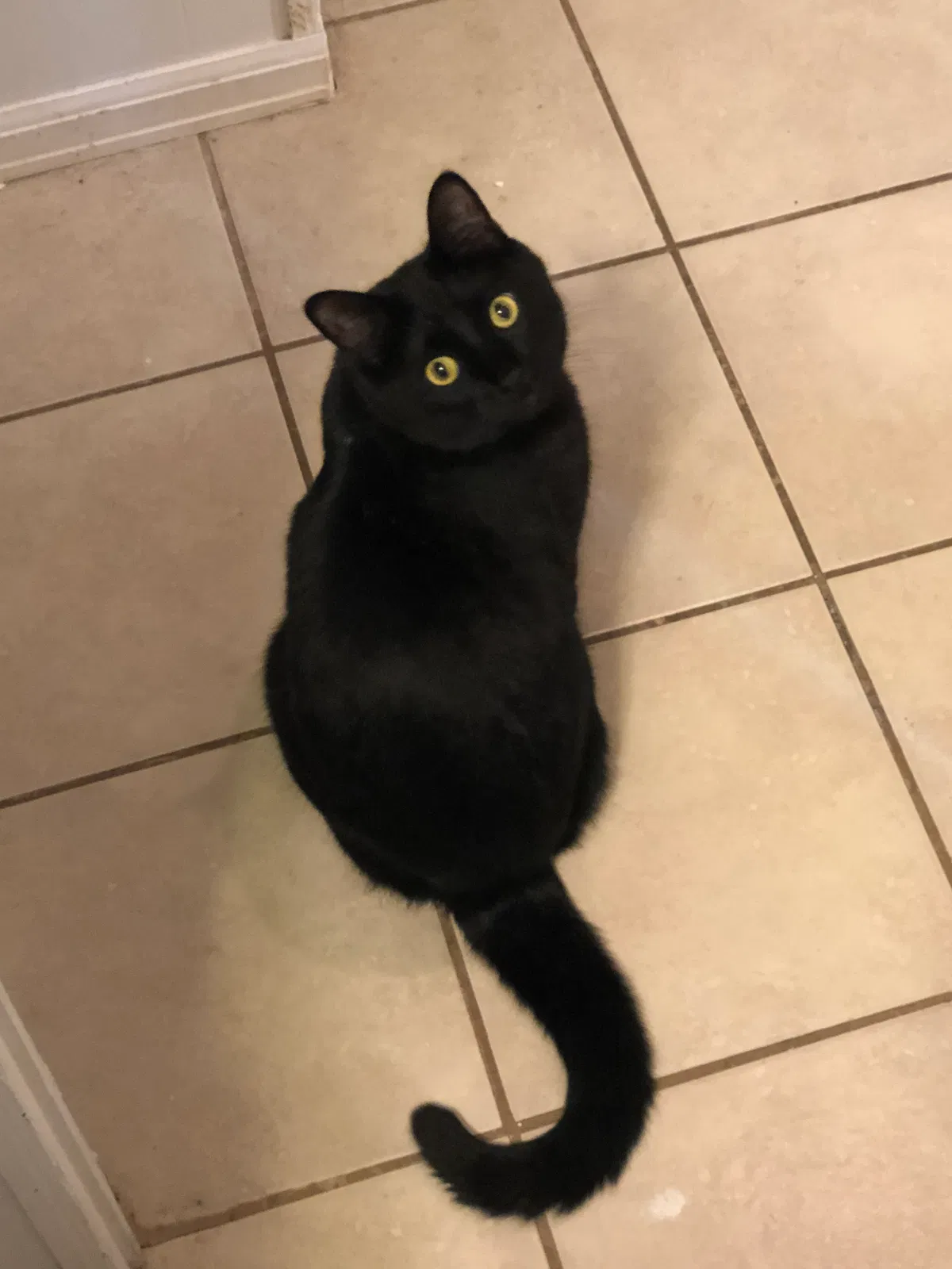 Lost cat in Aurora, CO, 80013