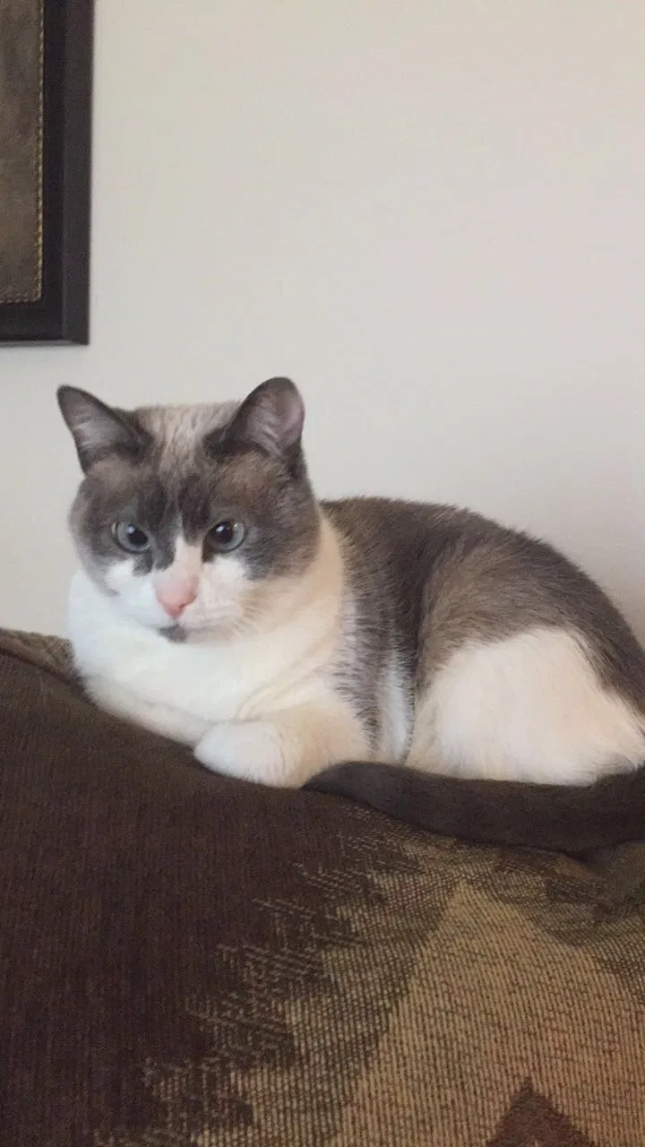 Lost cat in Wichita, KS, 67212