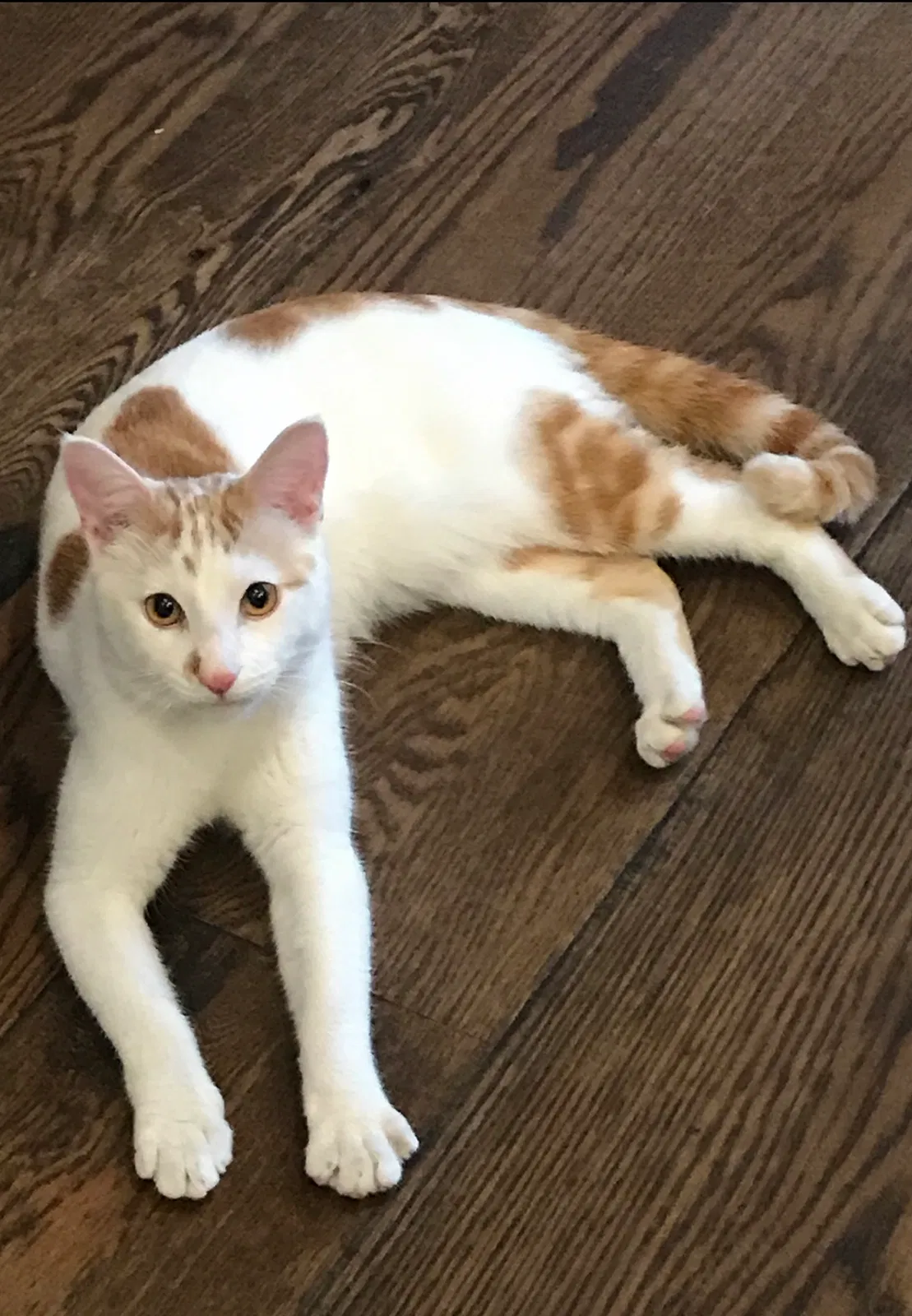 Lost cat in Louisville, TN, 37777