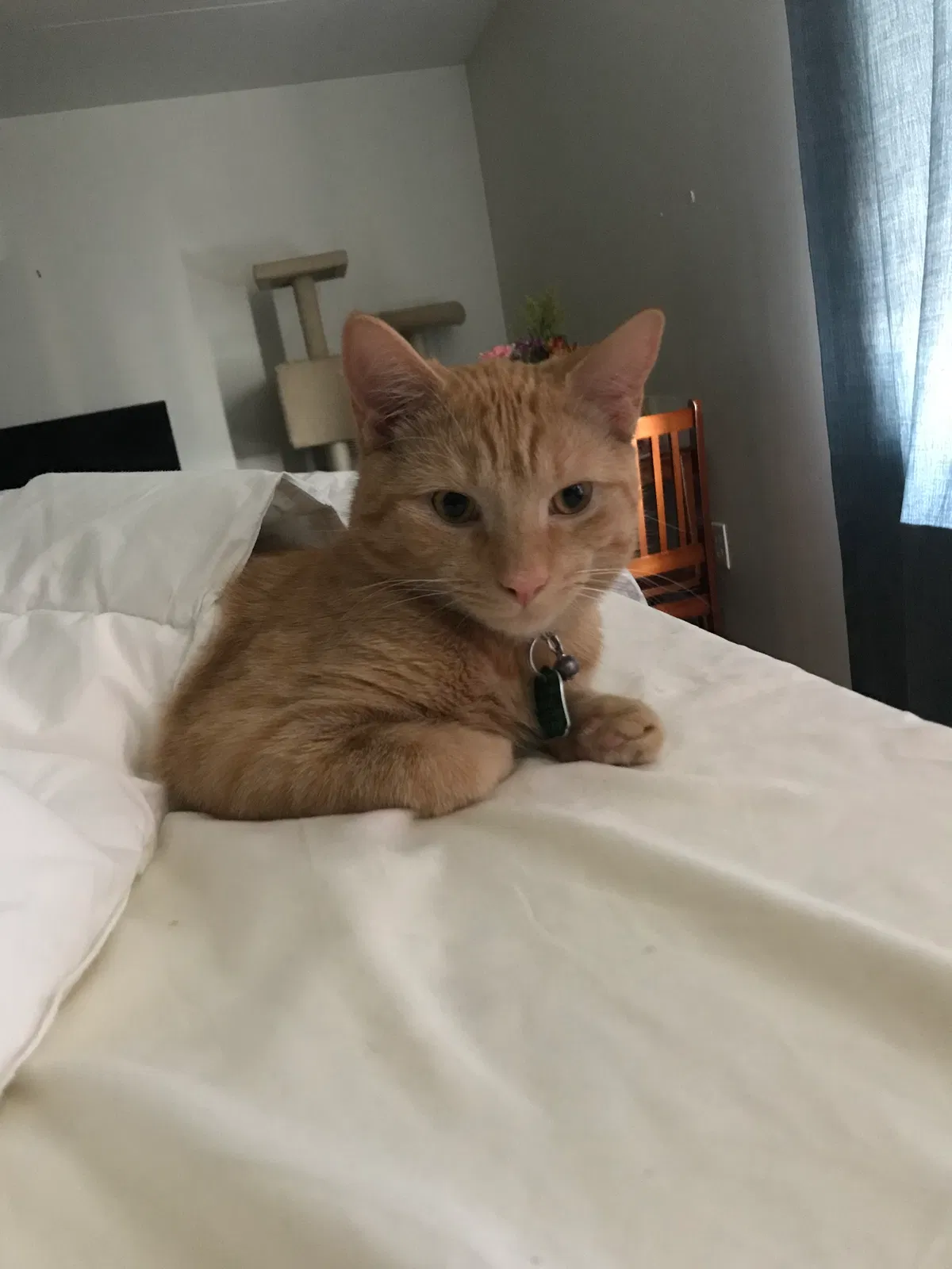 Lost cat in Brooklyn, NY, 11213