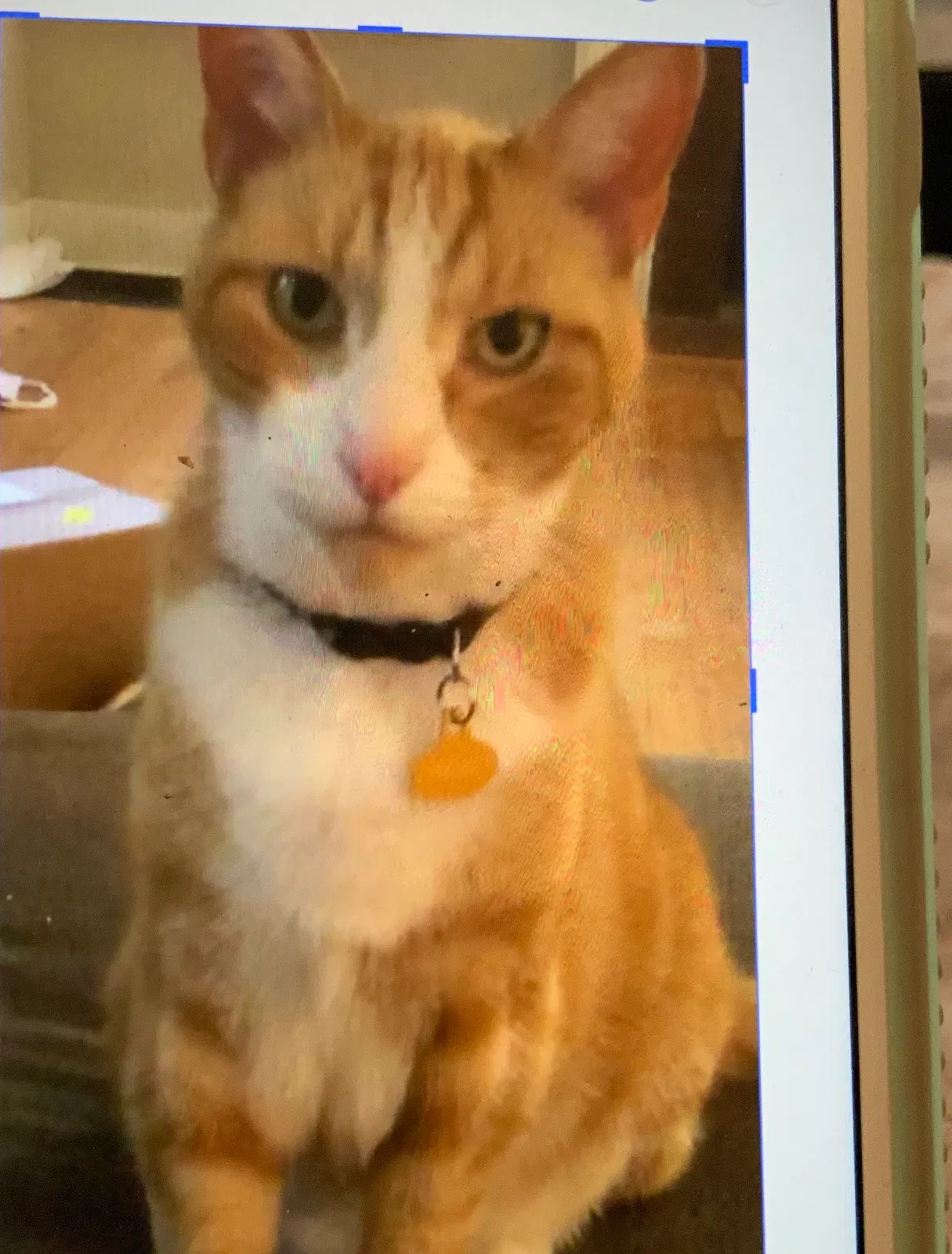 Lost cat in Nashville, TN, 37211