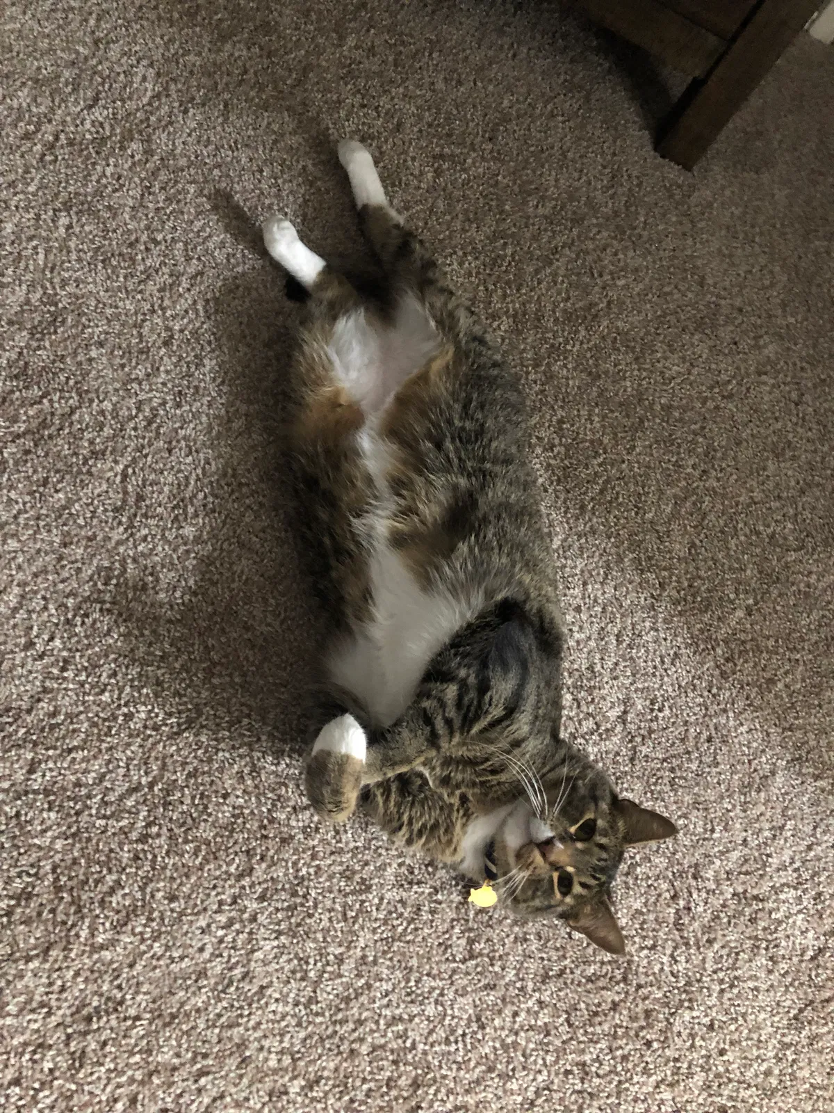 Lost cat in The Colony, TX, 75056